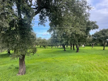 Terreno Agricola ou Rústico para Venda em Ferreira do Alentejo e Canhestros