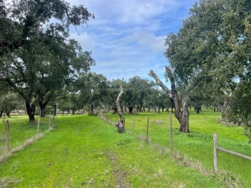 Terreno Agricola ou Rústico para Venda em Ferreira do Alentejo e Canhestros