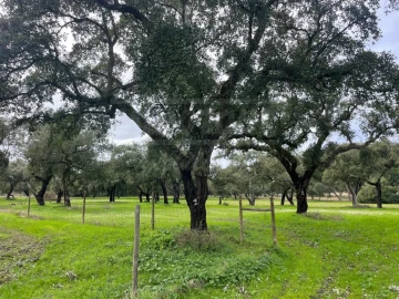Terreno Agricola ou Rústico para Venda em Ferreira do Alentejo e Canhestros
