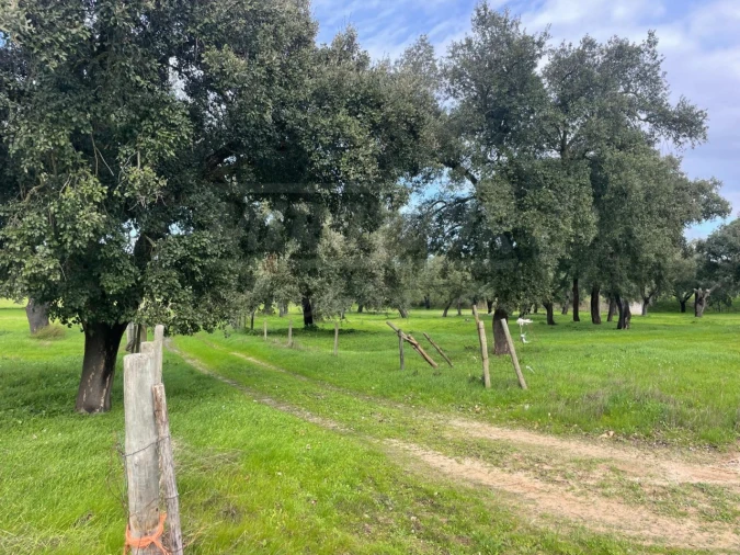 Terreno Agricola ou Rústico para Venda em Ferreira do Alentejo e Canhestros Foto 10