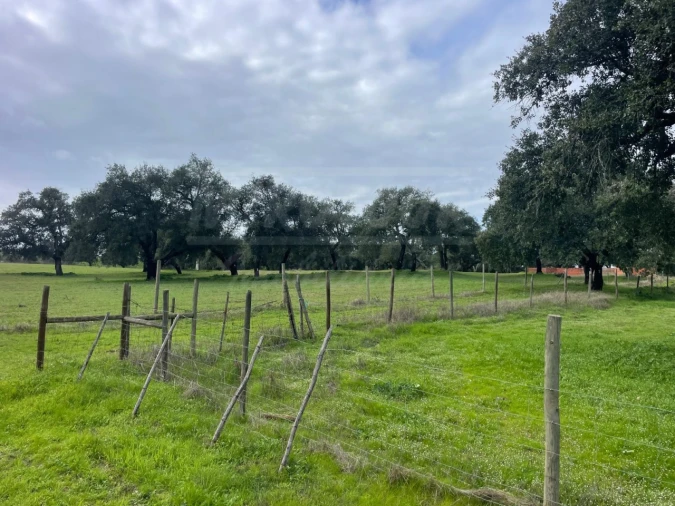 Terreno Agricola ou Rústico para Venda em Ferreira do Alentejo e Canhestros Foto 12