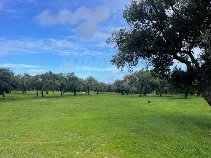 Terreno Agricola ou Rústico para Venda em Ferreira do Alentejo e Canhestros Foto 13