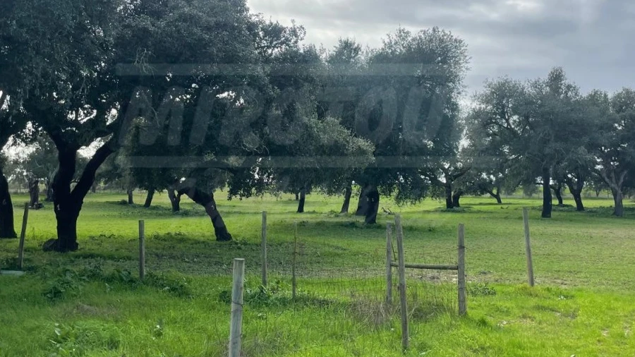 Terreno Agricola ou Rústico para Venda em Ferreira do Alentejo e Canhestros