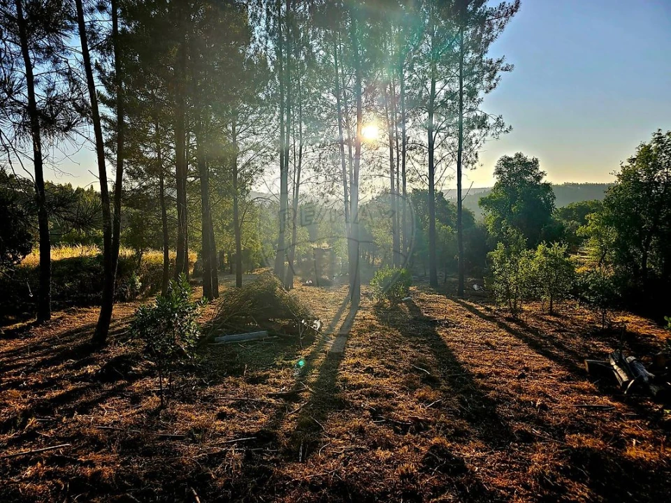 Terreno para Venda em Mação, Penhascoso e Aboboreira Foto 7