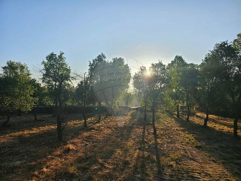 Terreno para Venda em Mação, Penhascoso e Aboboreira Foto 17