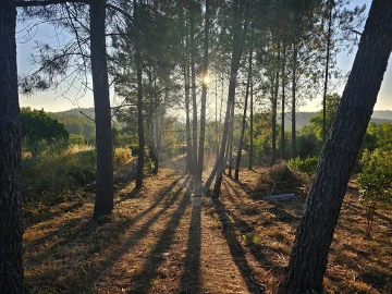 Terreno para Venda em Mação, Penhascoso e Aboboreira