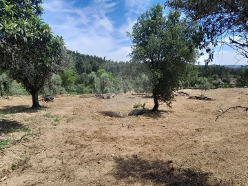 Terreno para Venda em Mação, Penhascoso e Aboboreira