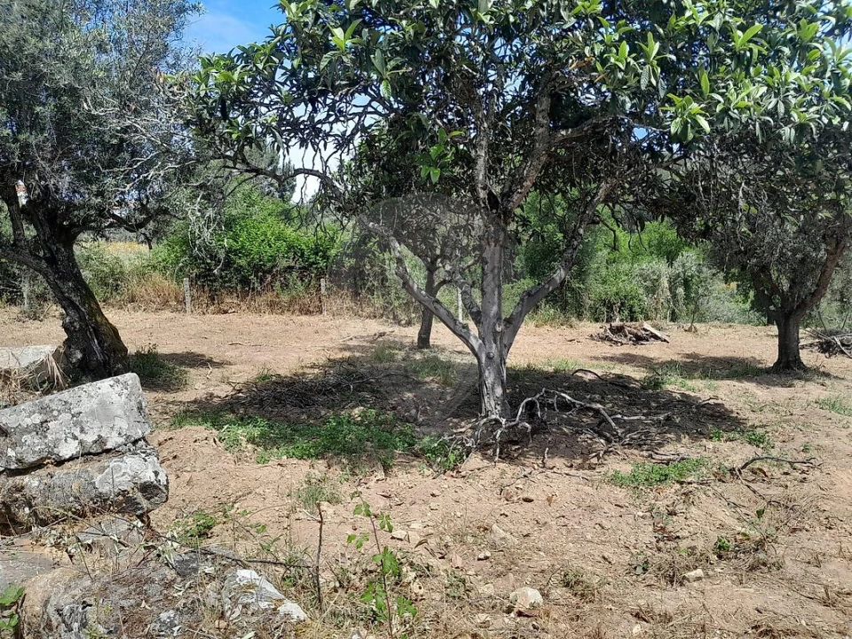 Terreno para Venda em Mação, Penhascoso e Aboboreira Foto 5