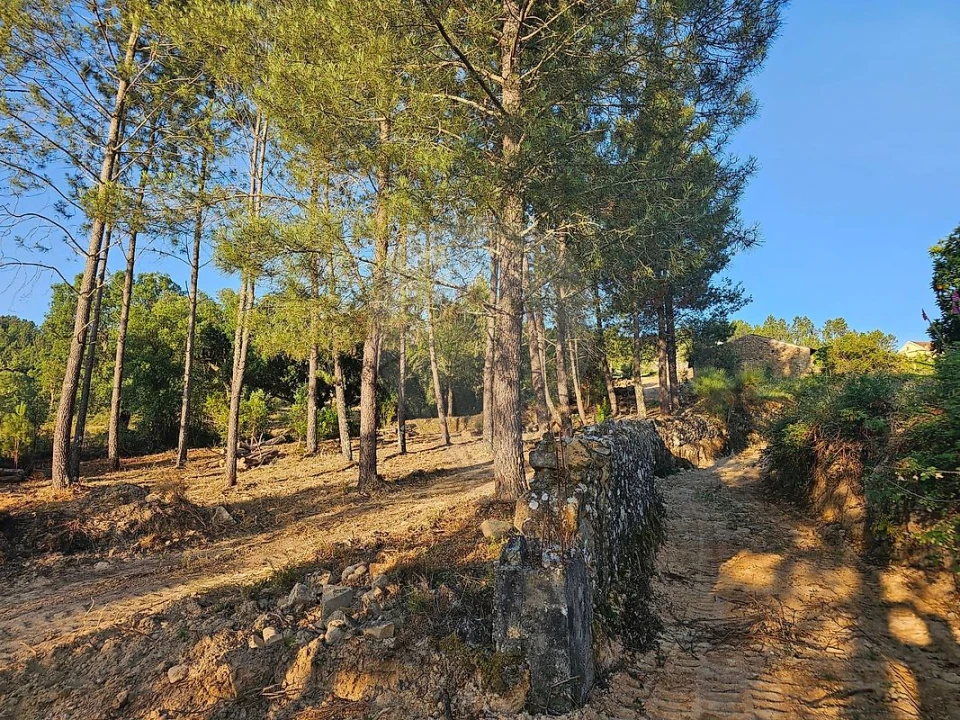 Terreno para Venda em Mação, Penhascoso e Aboboreira Foto 15