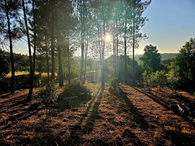 Terreno para Venda em Mação, Penhascoso e Aboboreira Foto 7