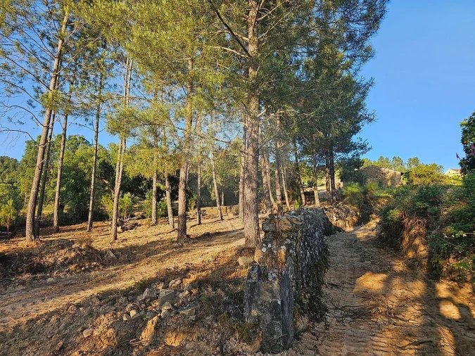 Terreno para Venda em Mação, Penhascoso e Aboboreira Foto 15