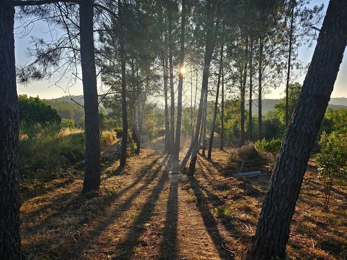 Terreno para Venda em Mação, Penhascoso e Aboboreira Foto 13