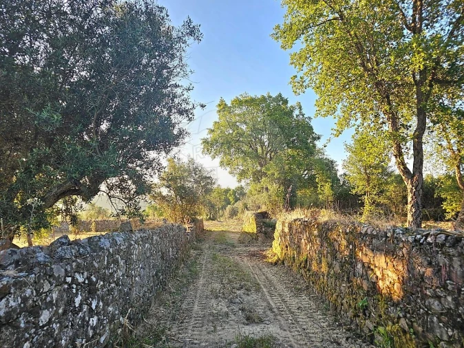 Terreno para Venda em Mação, Penhascoso e Aboboreira Foto 10