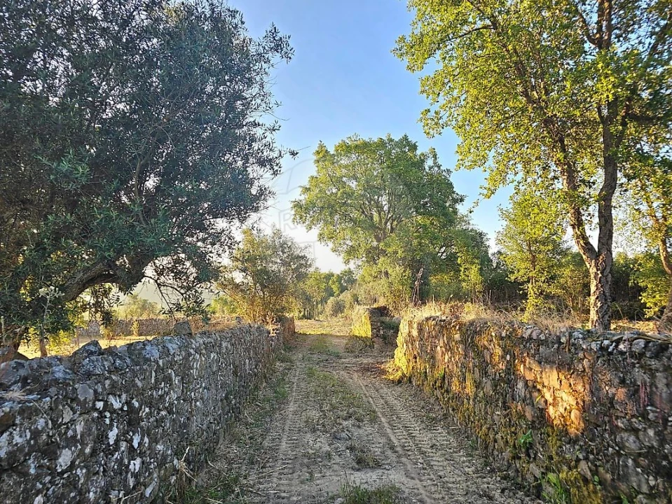 Terreno para Venda em Mação, Penhascoso e Aboboreira Foto 10