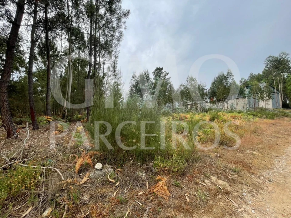 Terreno para Venda em Oliveira do Bairro Foto 13