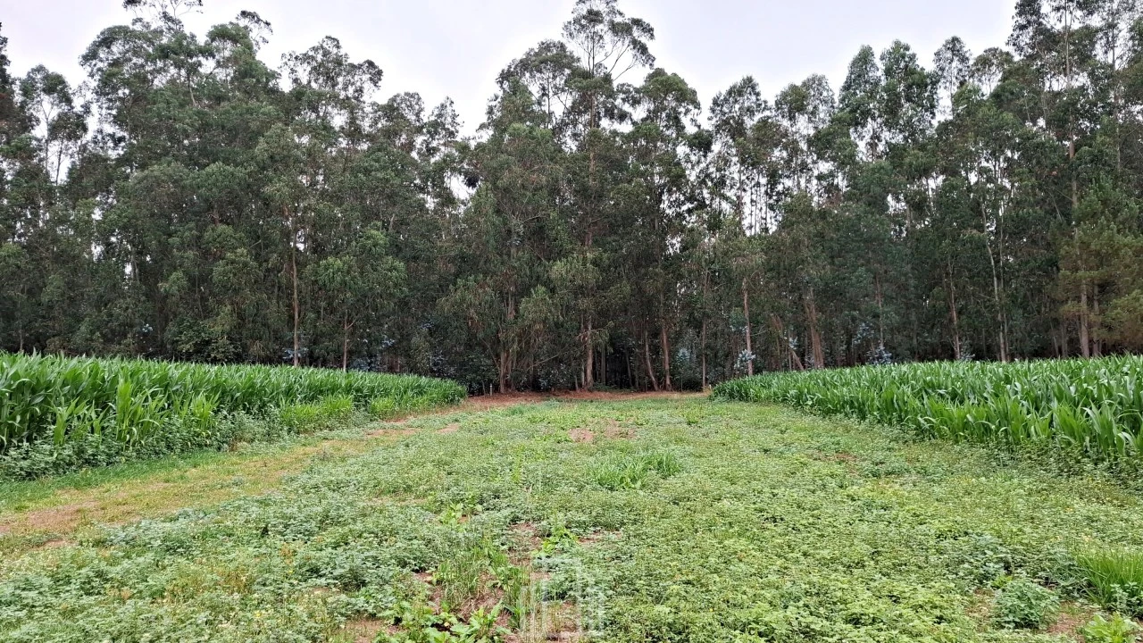 Terreno para Venda em Ovar, São João, Arada e São Vicente de Pereira Jusã Foto 5