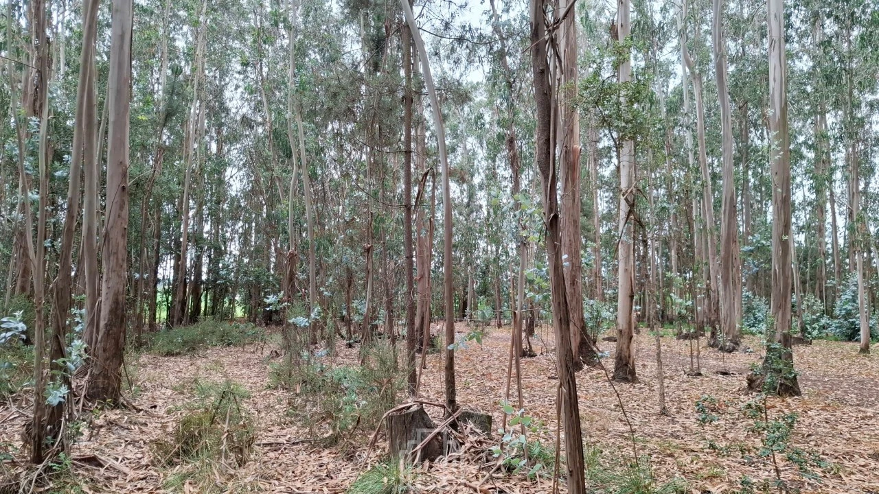 Terreno para Venda em Ovar, São João, Arada e São Vicente de Pereira Jusã Foto 7
