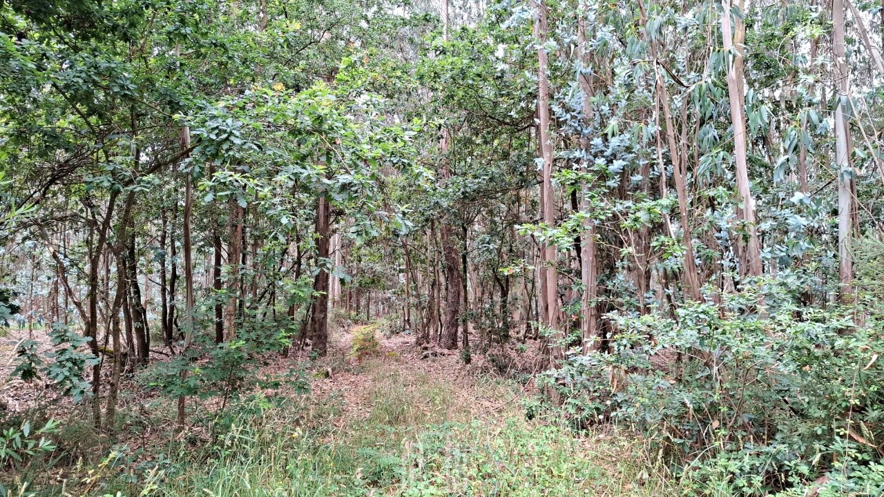 Terreno para Venda em Ovar, São João, Arada e São Vicente de Pereira Jusã Foto 9