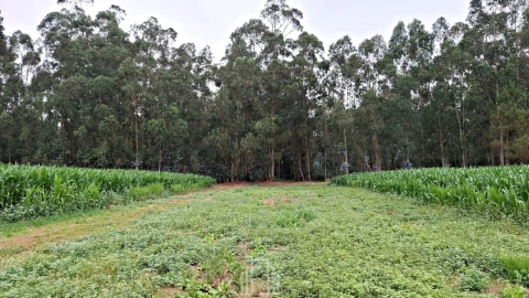 Terreno para Venda em Ovar, São João, Arada e São Vicente de Pereira Jusã