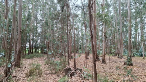 Terreno para Venda em Ovar, São João, Arada e São Vicente de Pereira Jusã