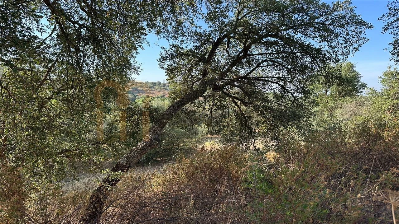 Terreno Agricola ou Rústico para Venda em Vila de Frades Foto 6