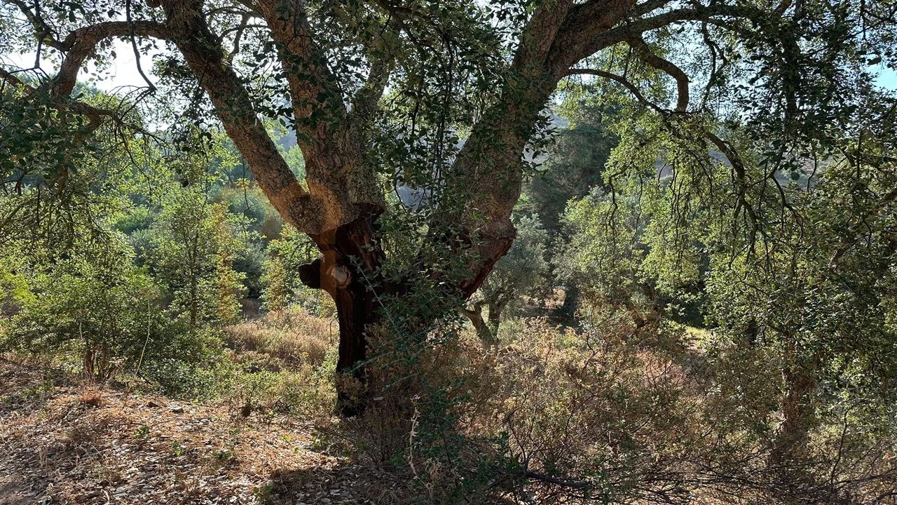 Terreno Agricola ou Rústico para Venda em Vila de Frades Foto 1