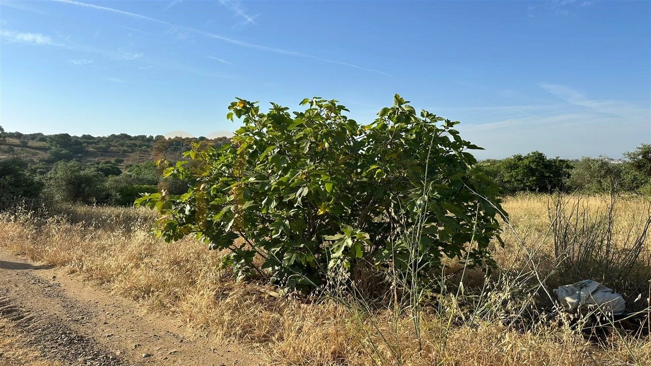 Terreno Agricola ou Rústico para Venda em Vila de Frades Foto 8
