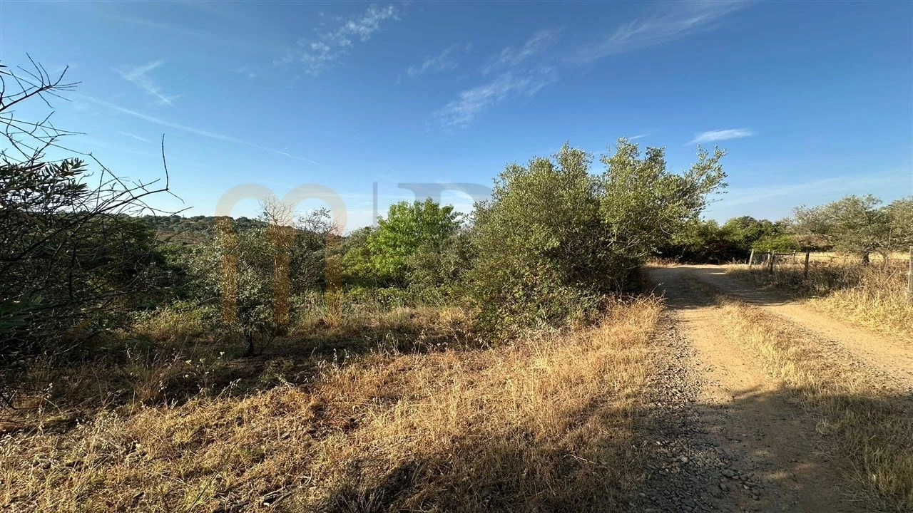 Terreno Agricola ou Rústico para Venda em Vila de Frades Foto 9