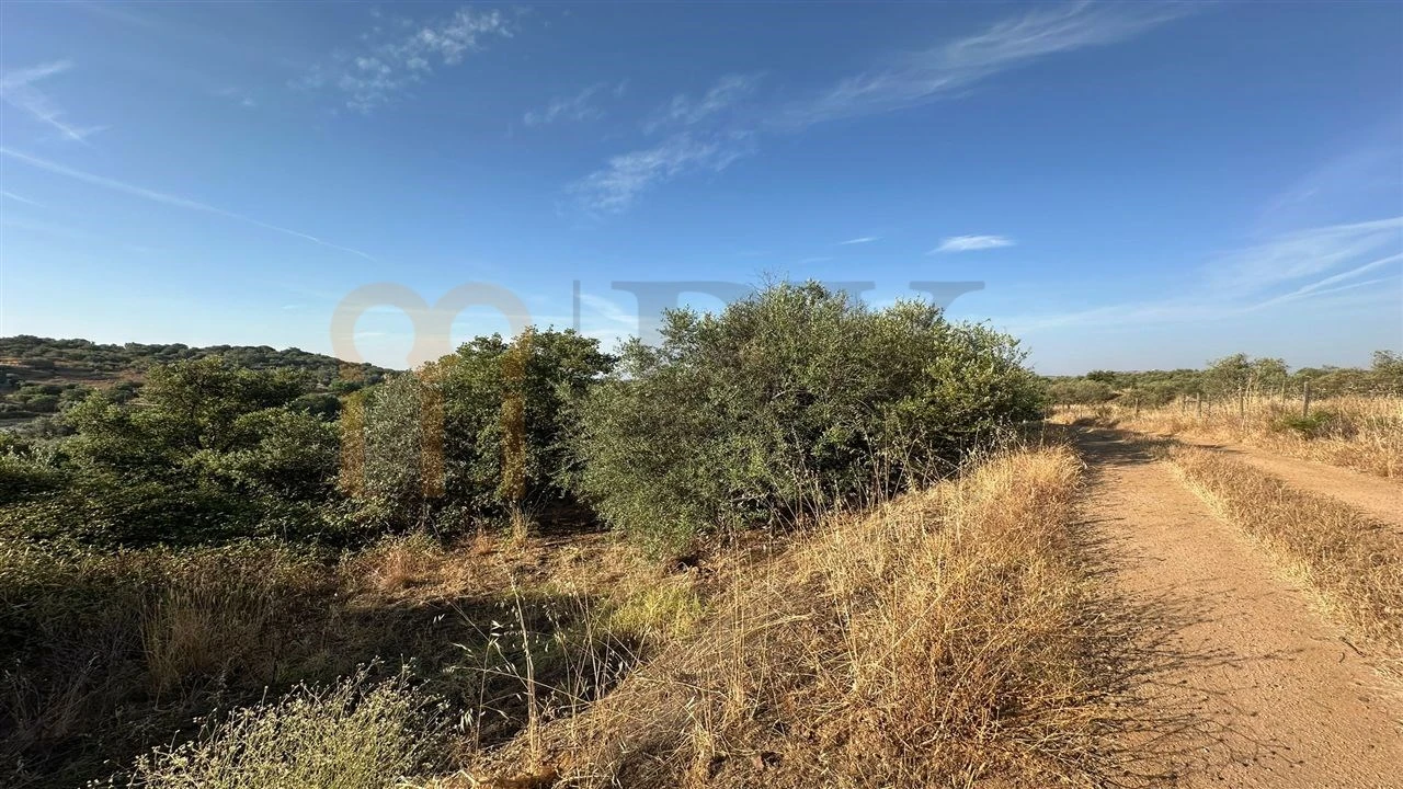 Terreno Agricola ou Rústico para Venda em Vila de Frades Foto 10
