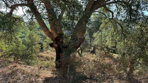 Terreno Agricola ou Rústico para Venda em Vila de Frades