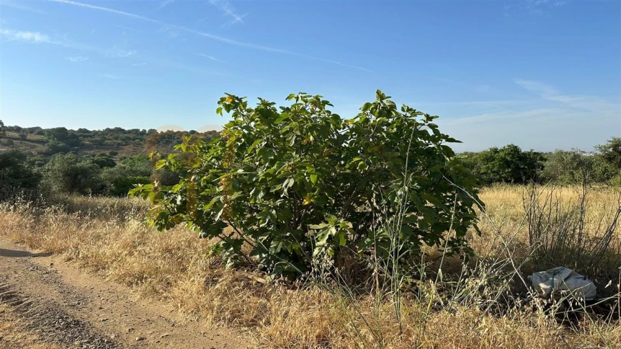 Terreno Agricola ou Rústico para Venda em Vila de Frades Foto 8