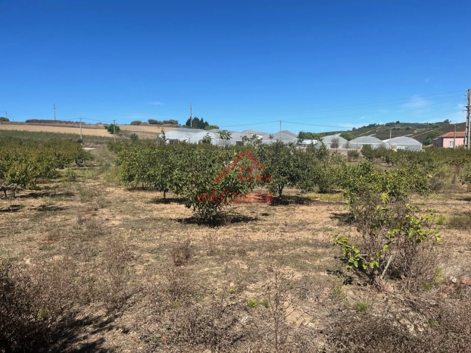 Terreno Agricola ou Rústico para Venda em Azueira e Sobral da Abelheira Foto 5