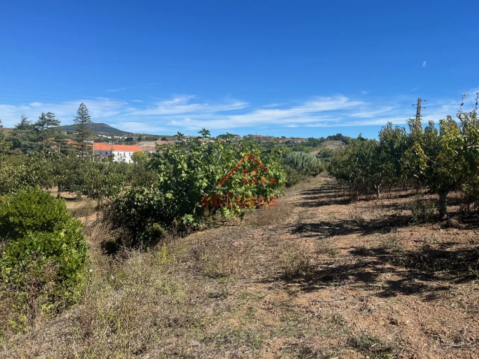 Terreno Agricola ou Rústico para Venda em Azueira e Sobral da Abelheira Foto 8