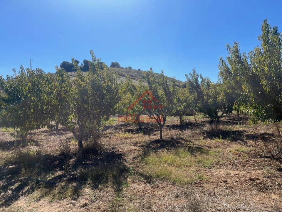 Terreno Agricola ou Rústico para Venda em Azueira e Sobral da Abelheira Foto 12