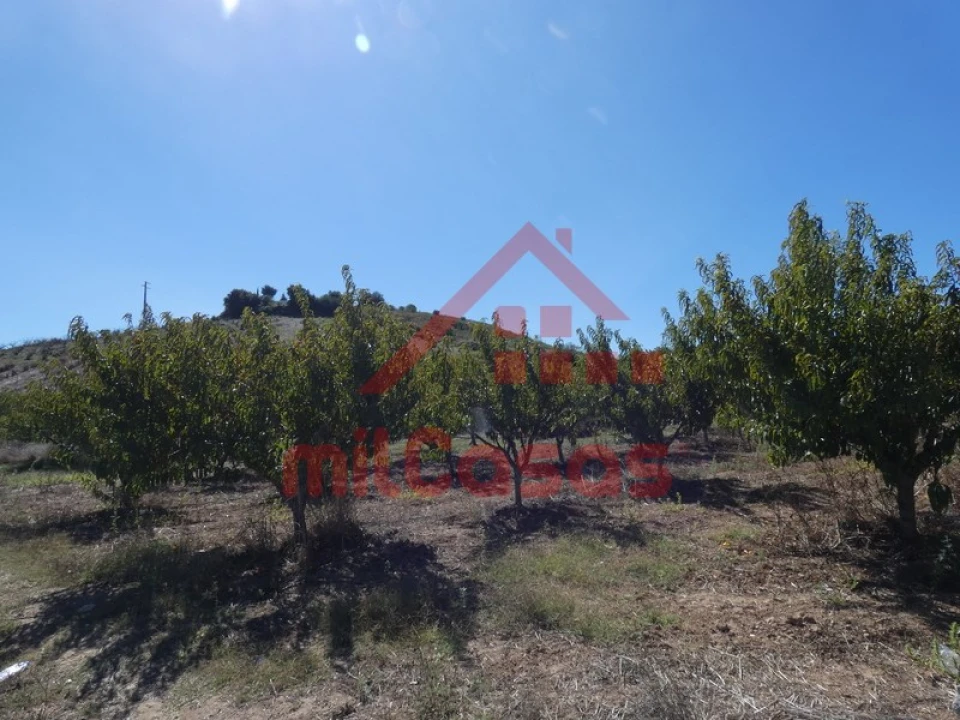 Terreno Agricola ou Rústico para Venda em Azueira e Sobral da Abelheira Foto 14