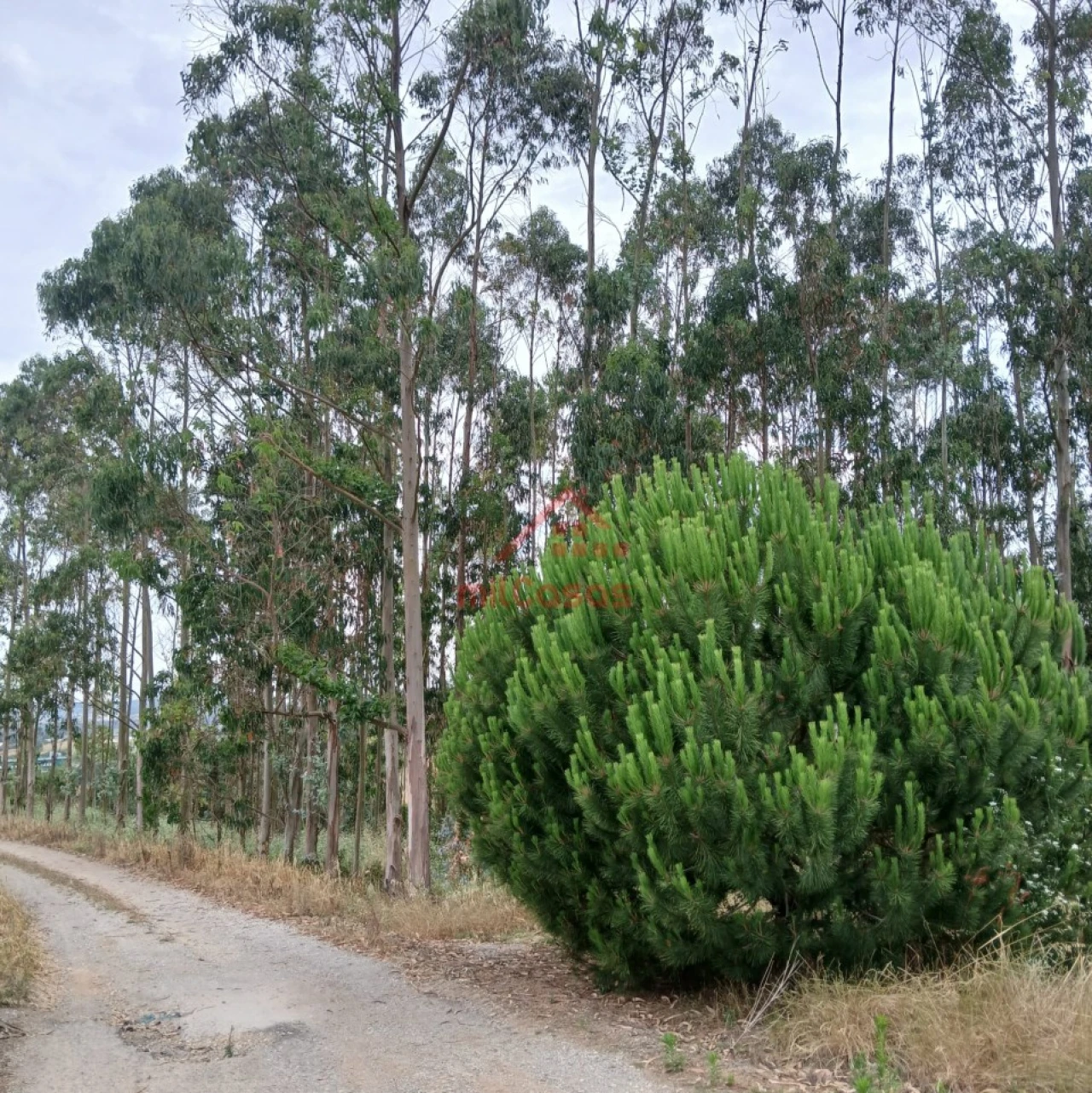Terreno para Venda em Miragaia e Marteleira Foto 13