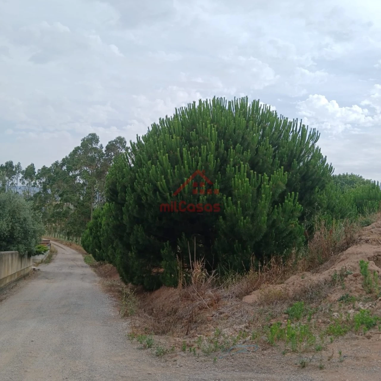 Terreno para Venda em Miragaia e Marteleira Foto 18