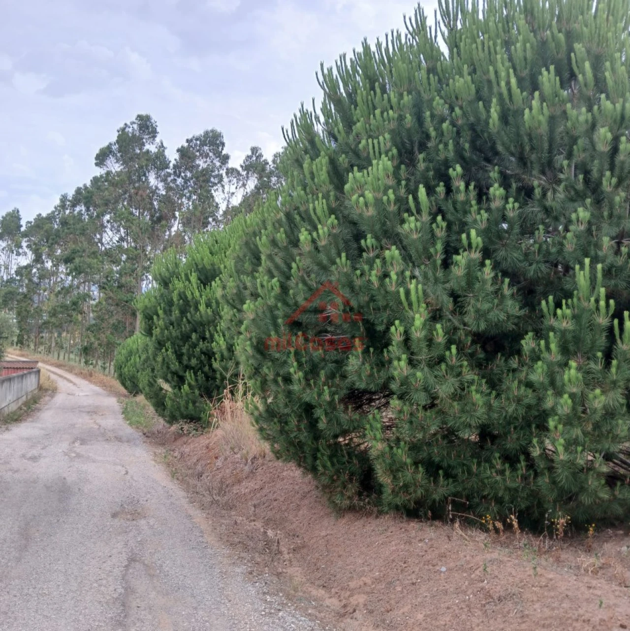 Terreno para Venda em Miragaia e Marteleira Foto 21