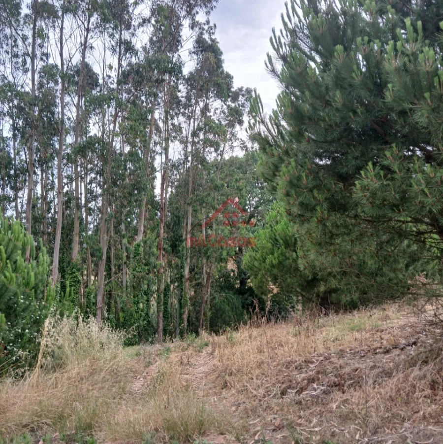 Terreno para Venda em Miragaia e Marteleira Foto 12