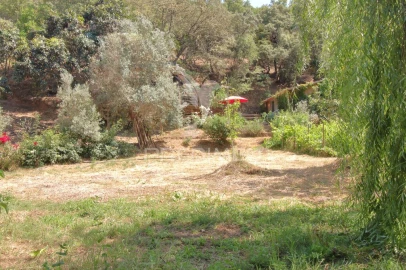 Quinta para Venda em São Martinho das Amoreiras