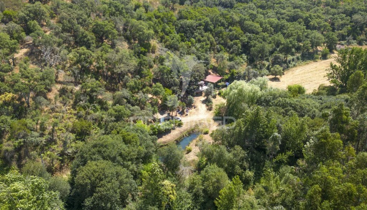 Quinta para Venda em São Martinho das Amoreiras Foto 6