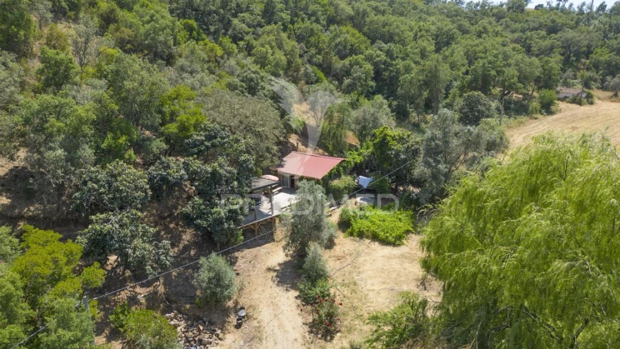 Quinta para Venda em São Martinho das Amoreiras Foto 5
