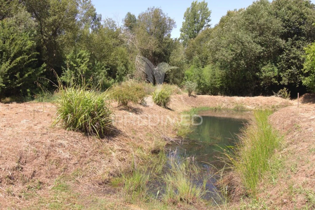 Quinta para Venda em São Martinho das Amoreiras Foto 20