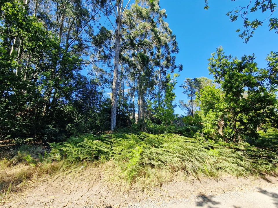 Terreno para Venda em Viseu Foto 12