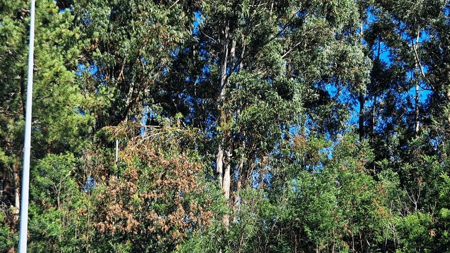 Terreno para Venda em Viseu