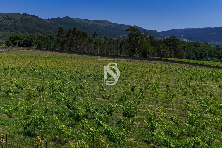 Quinta T15 para Venda em Geraz do Lima (Santa Maria, Santa Leocádia, Moreira), Deão Foto 18