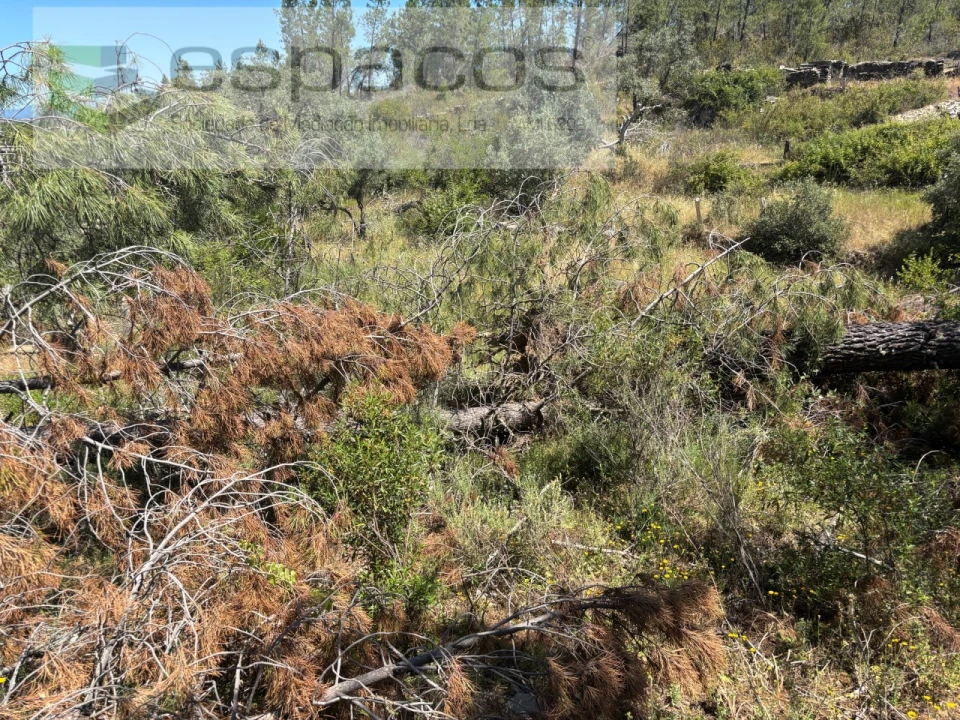 Terreno para Venda em Benquerenças Foto 12