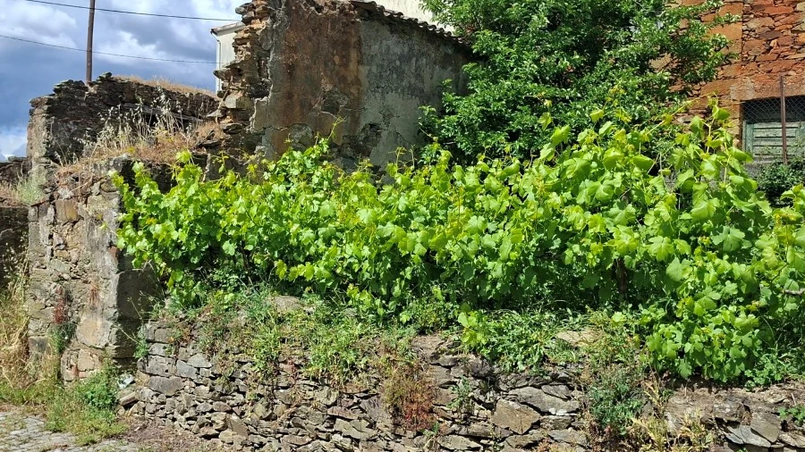 Terreno para Venda em Silvares