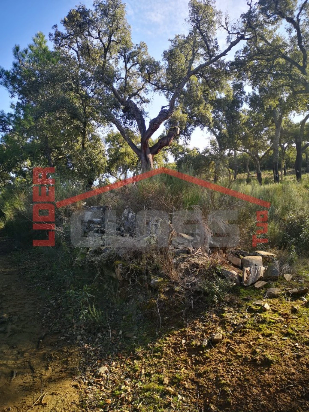 Terreno Agricola ou Rústico para Venda em Castro Vicente Foto 11