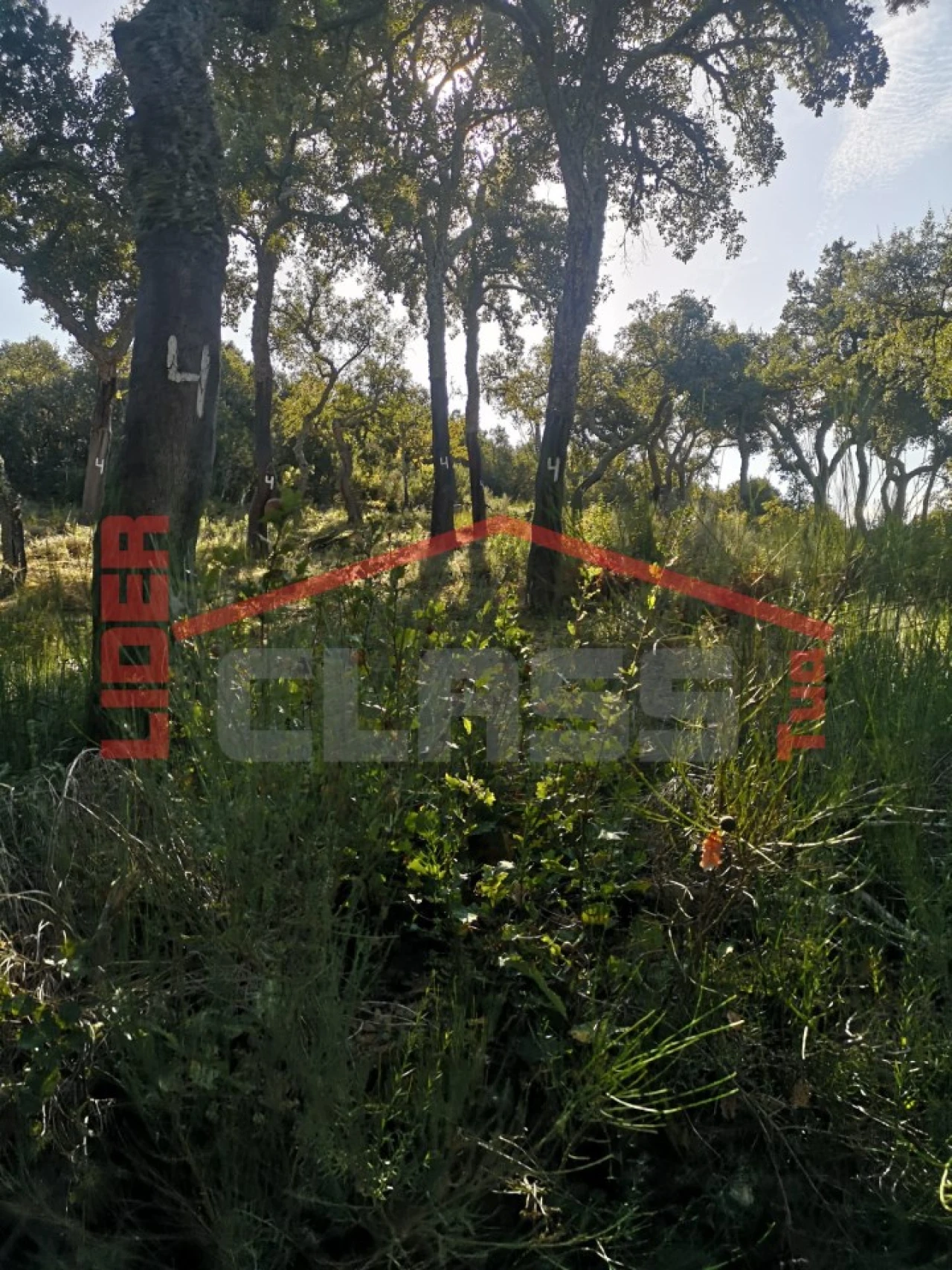 Terreno Agricola ou Rústico para Venda em Castro Vicente Foto 13